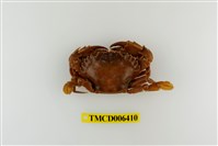 藏品(日本蟳)的圖片